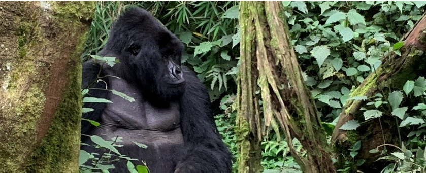 Africa Answers Rwandan Primate & Wildlife Safari