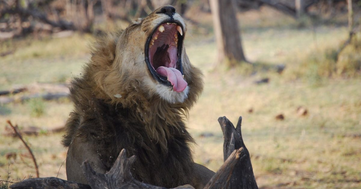 South Africa vs. Kenya vs. Tanzania: Which Safari Is Right for You?