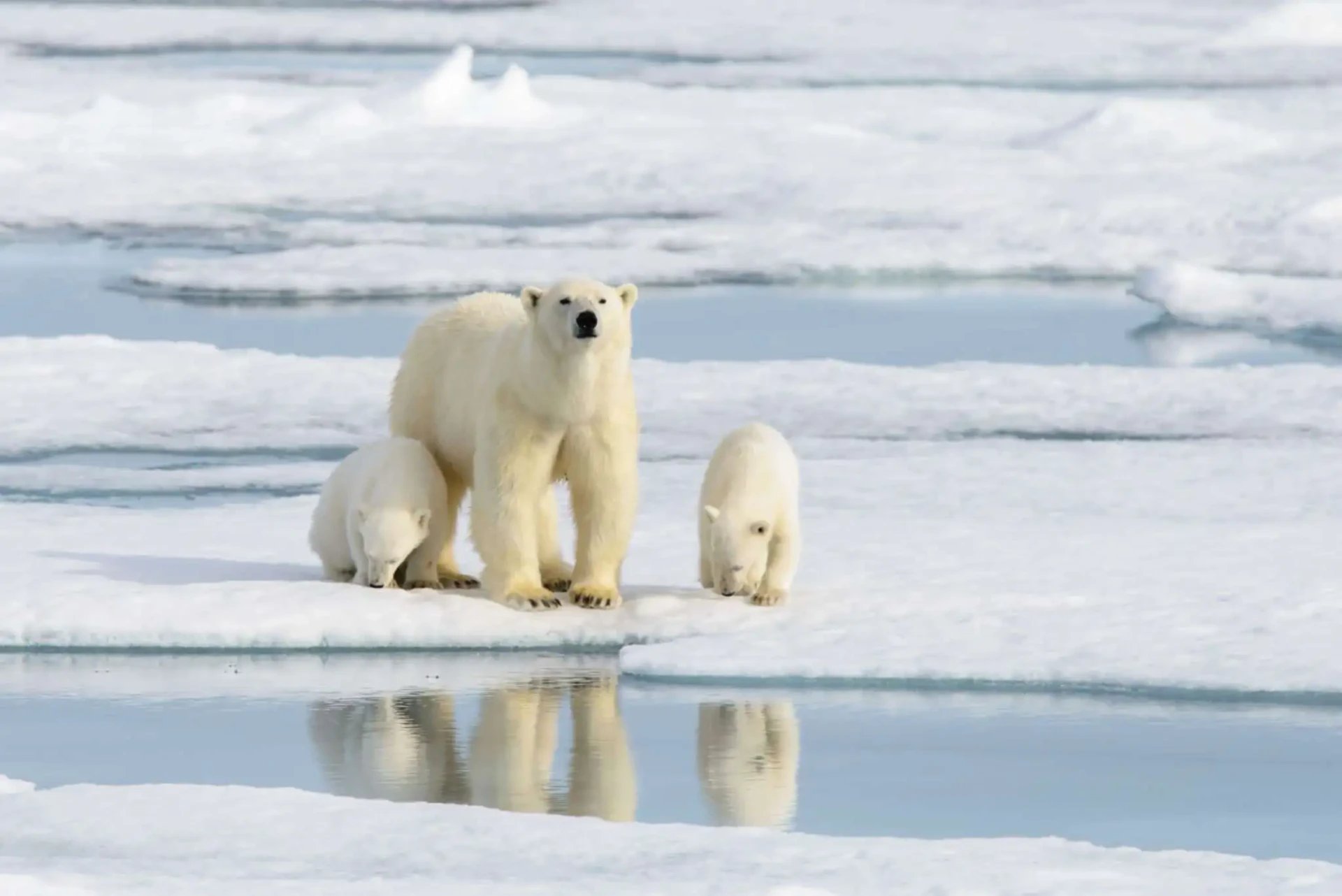 Polar bear and cubs on the pack ice in Svalbard, Norway