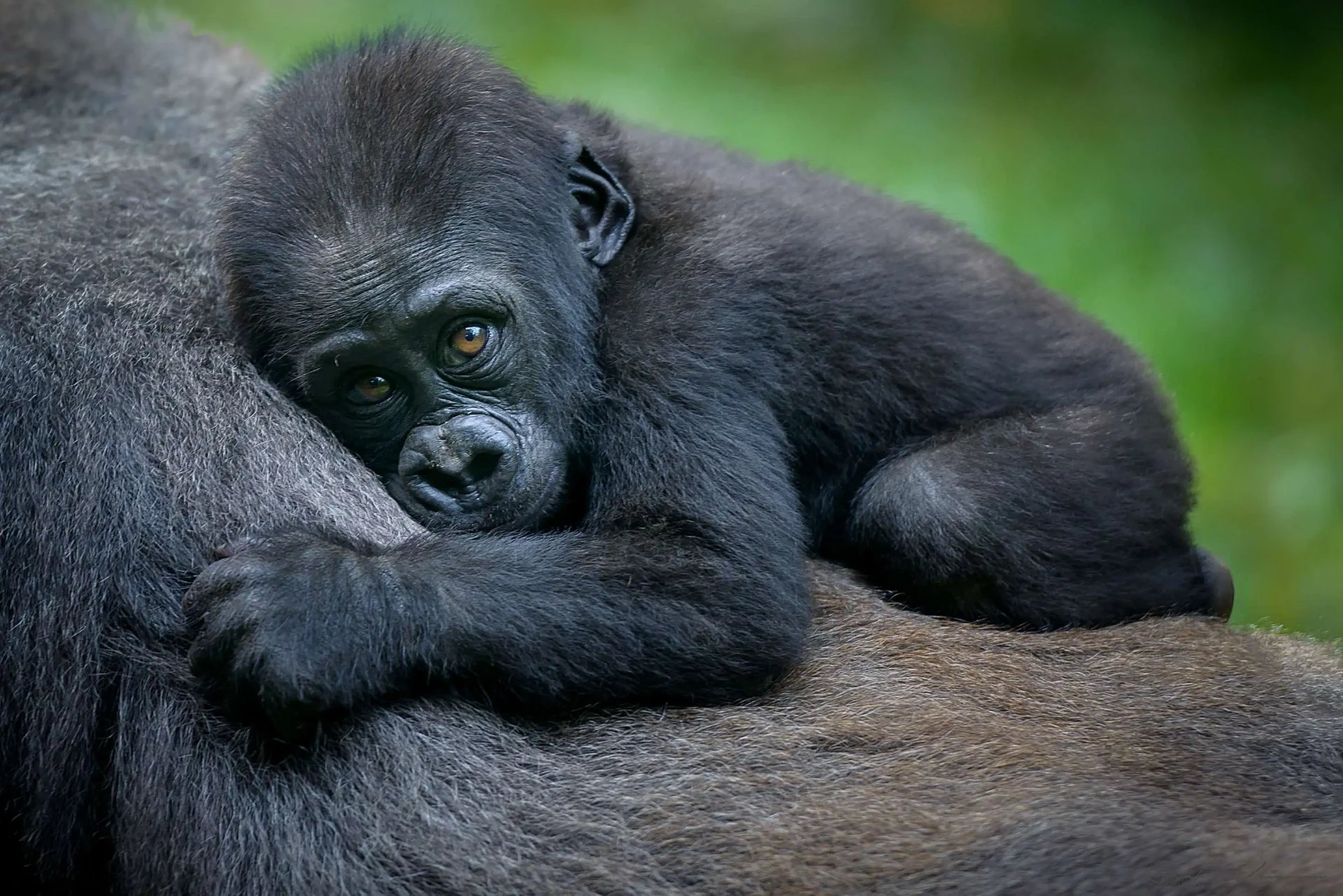 Mountain gorilla family, Volcanoes National Park, Rwanda
