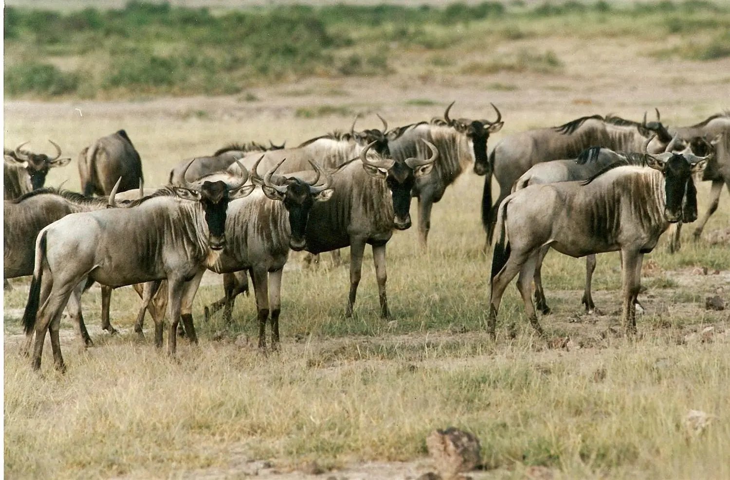 Wildebeest herd during the Great Migration, Serengeti, Tanzania