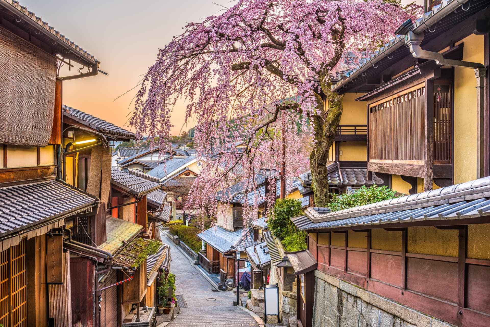 Cherry blossoms over a traditional street in the Higashiyama district of Kyoto, Japan