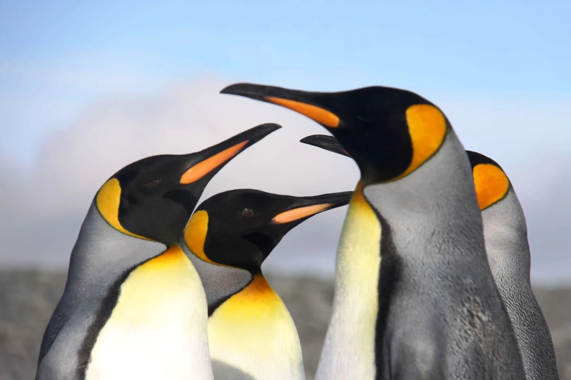 King penguins