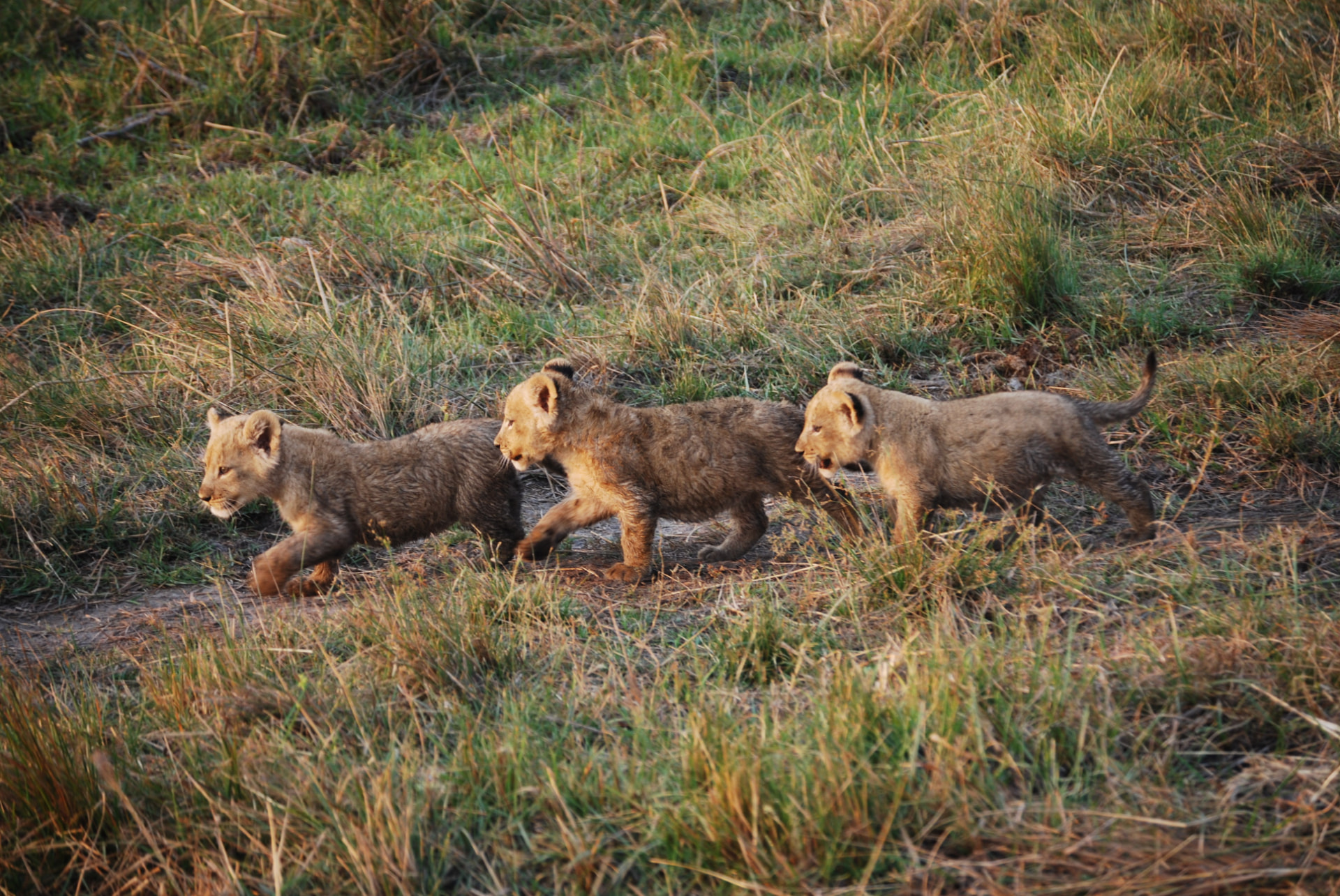 Lion cubs walking through tall grass at MalaMala Game Reserve, South Africa