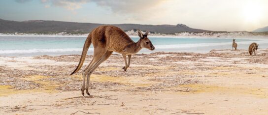 Kangaroo hopping along the beach on Kangaroo Island, South Australia