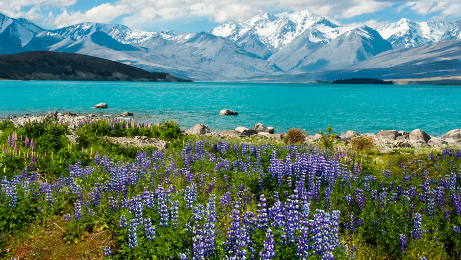 Lupins blooming beside turquoise Lake Tekapo below the Southern Alps, New Zealand