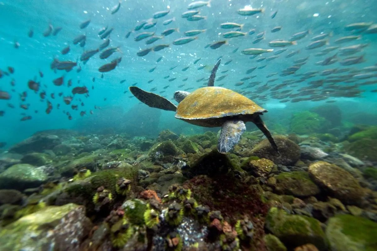 Green sea turtle underwater in the Galápagos Islands