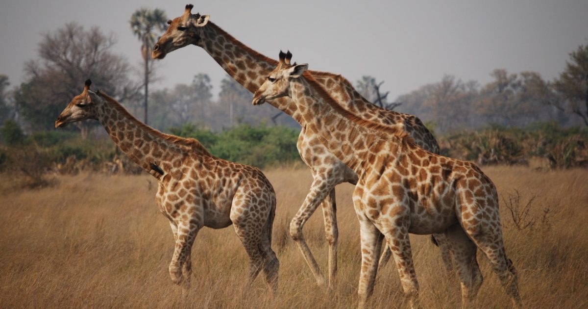 My First South Africa and Botswana Safari Changed How I Plan Safaris Today