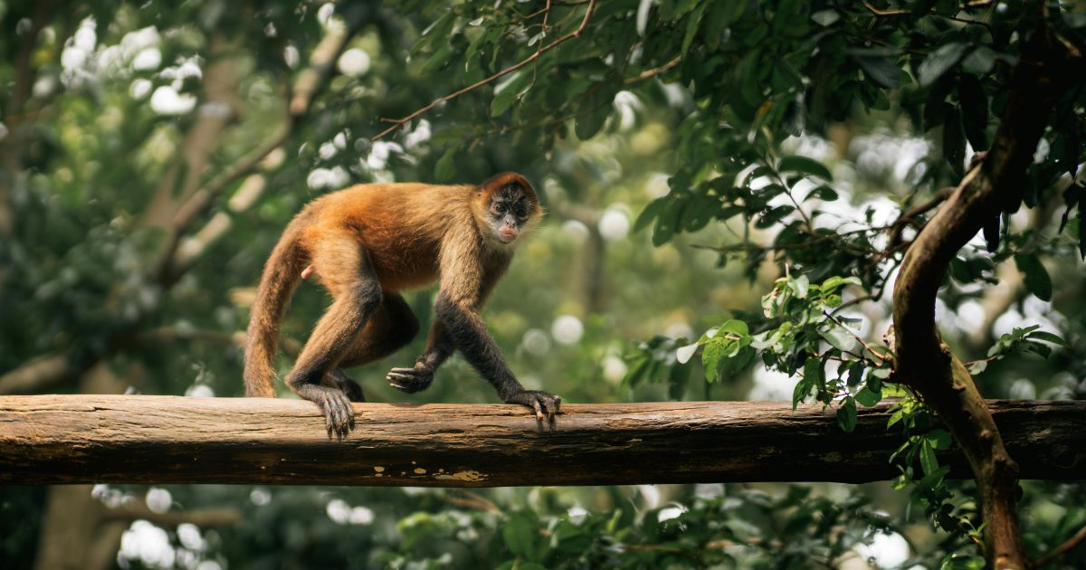 Our Favorite Luxury Resorts in Costa Rica, and Why They Stand Out