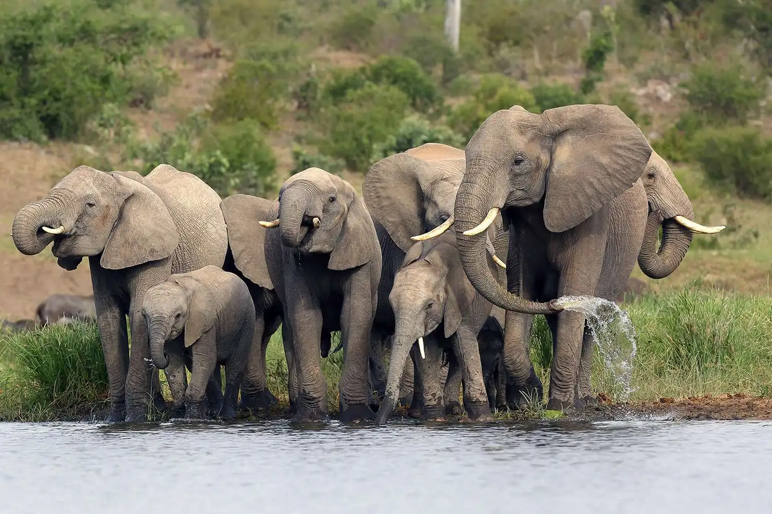 Elephant herd drinking at a river's edge in the Linyanti, Botswana