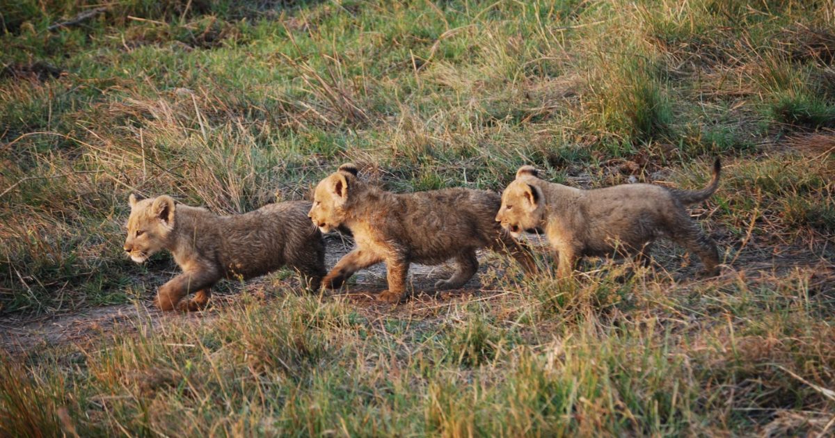 Wildlife, Landscape or Culture? How to Plan the Right African Safari for You