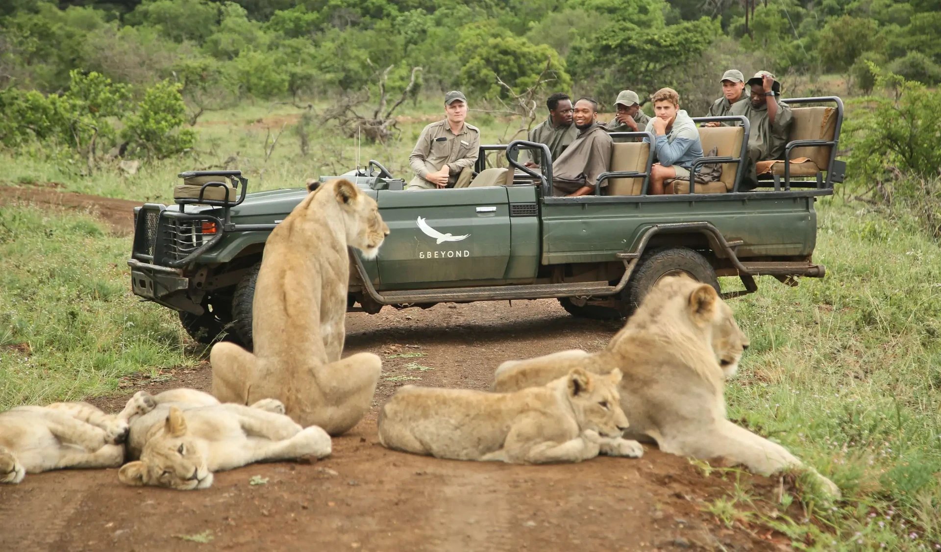 Guests in an open safari vehicle watching a lion pride in a private reserve, South Africa