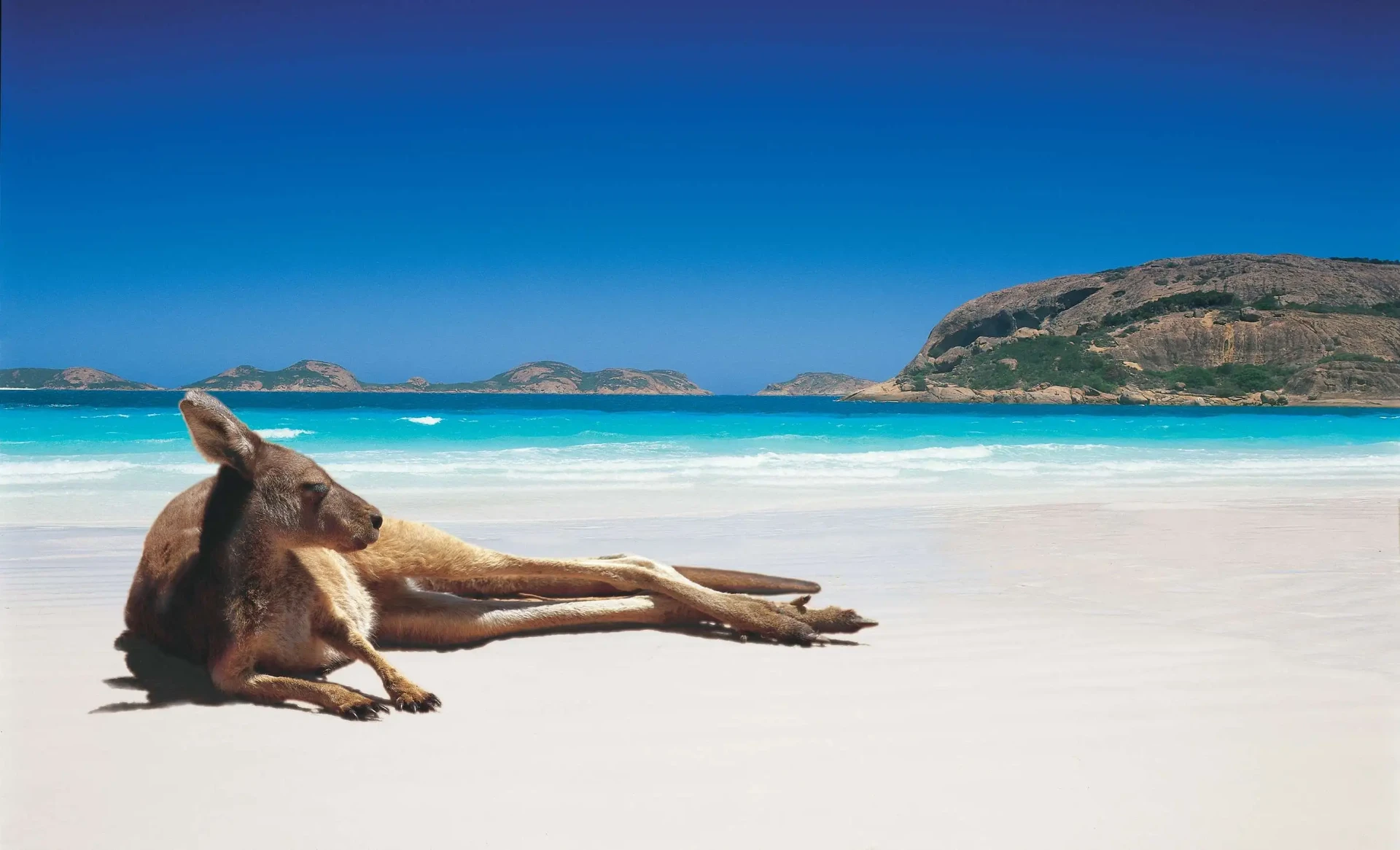 Kangaroo resting on the white sand at Lucky Bay, Western Australia