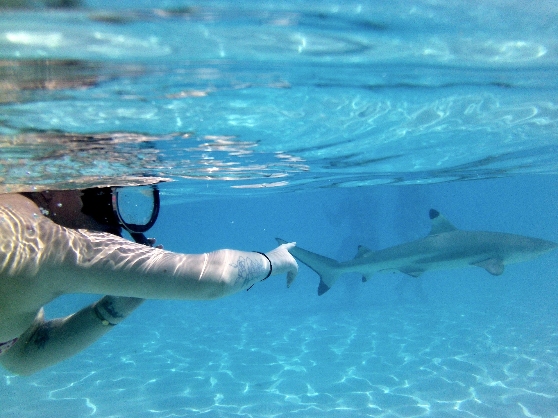 Snorkeling over coral in the clear lagoon water of Moorea, French Polynesia