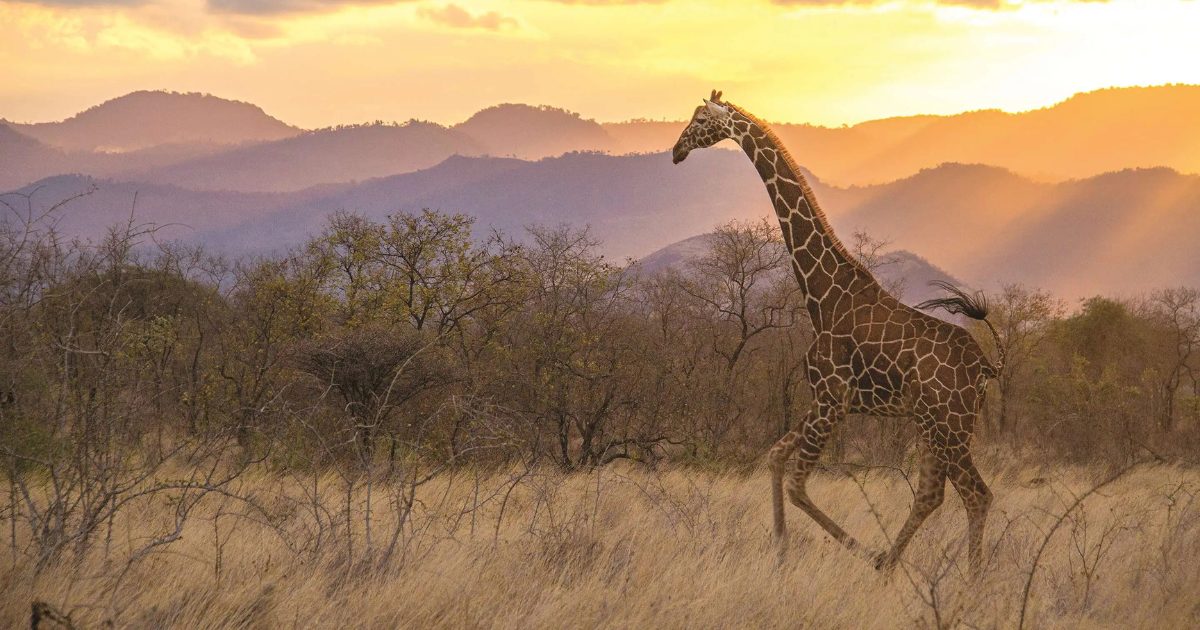 Is South Africa the Best Choice for Your First Safari?