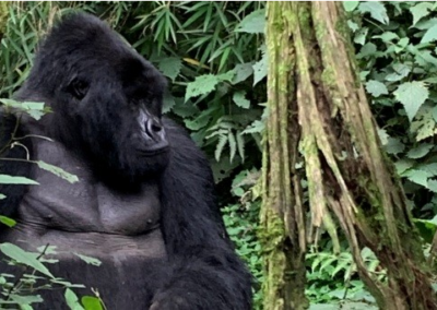 Rwandan Primate & Wildlife Safari