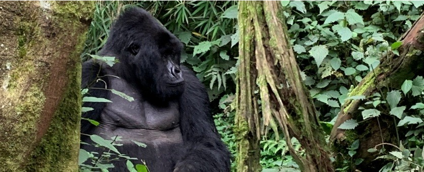 Rwandan Primate & Wildlife Safari