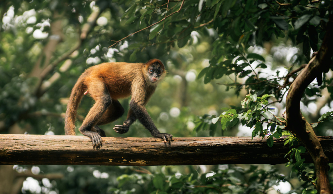 Our Favorite Luxury Resorts in Costa Rica, and Why They Stand Out