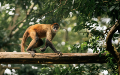 Our Favorite Luxury Resorts in Costa Rica, and Why They Stand Out