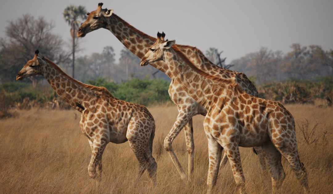 My First South Africa and Botswana Safari Changed How I Plan Safaris Today