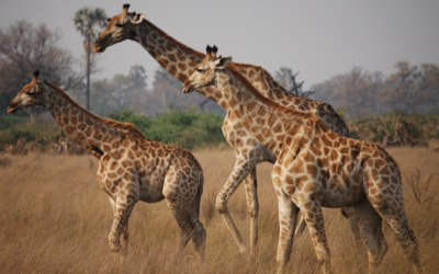 My First South Africa and Botswana Safari Changed How I Plan Safaris Today