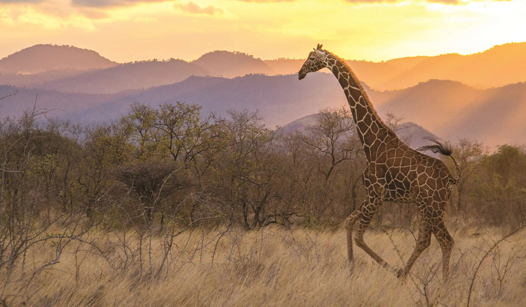 Is South Africa the Best Choice for Your First Safari?