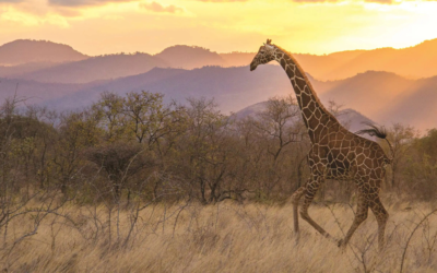 Is South Africa the Best Choice for Your First Safari?