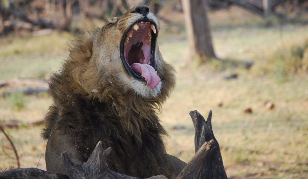 South Africa vs. Kenya vs. Tanzania: Which Safari Is Right for You?