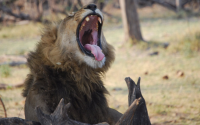 South Africa vs. Kenya vs. Tanzania: Which Safari Is Right for You?