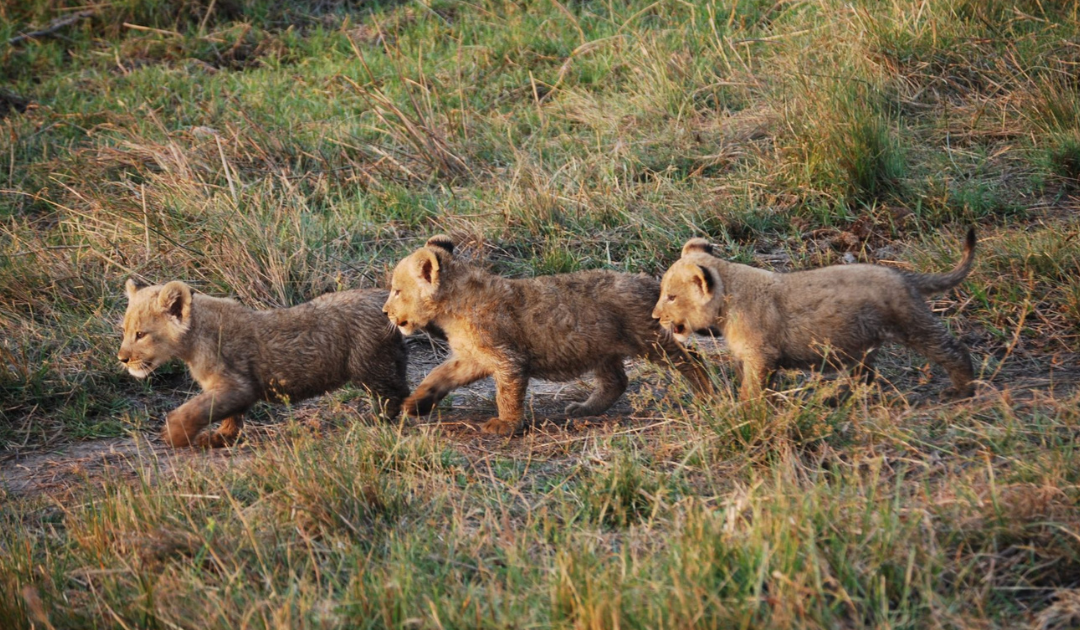 Wildlife, Landscape or Culture? How to Plan the Right African Safari for You